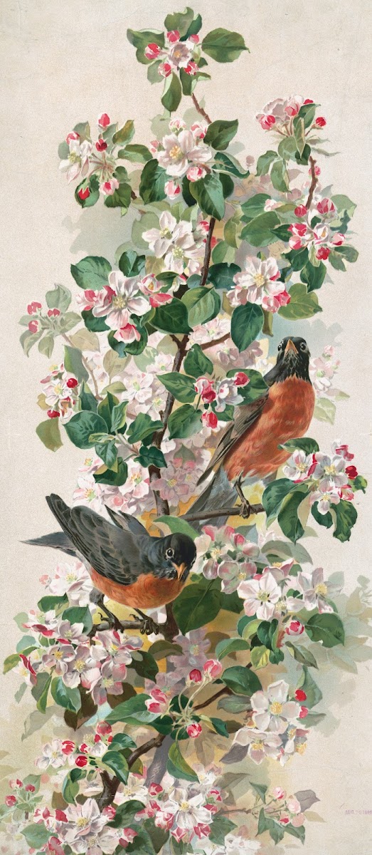 Robins 1896