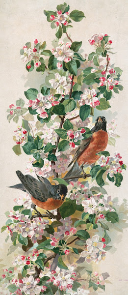 Robins 1896