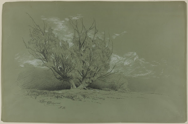 Willow 1885