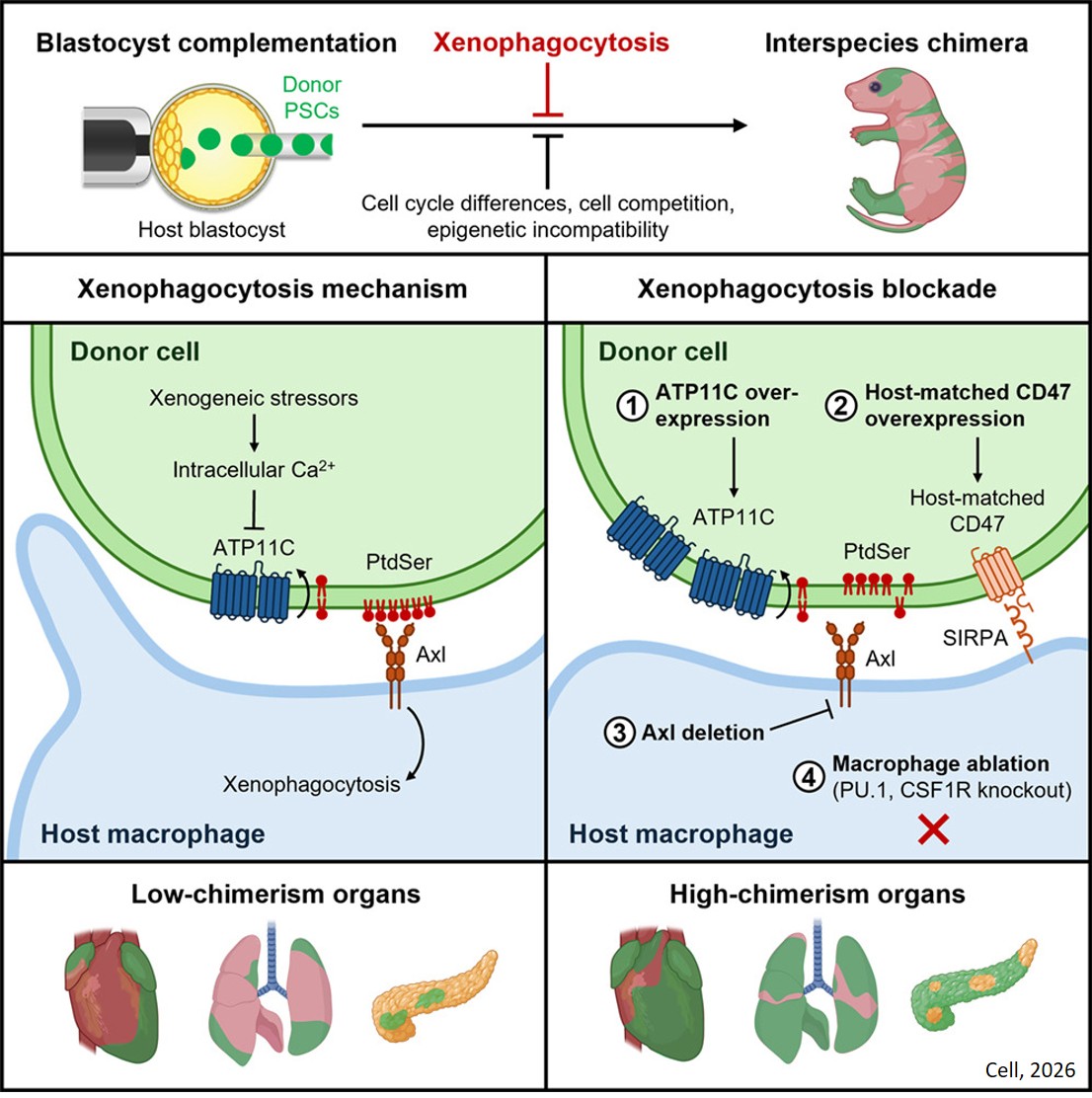 Xenophagocytosis blockade enhances interspecies chimerism