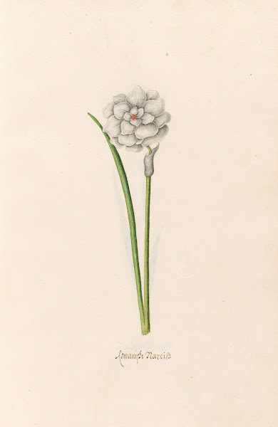 Romanish narciss 1692