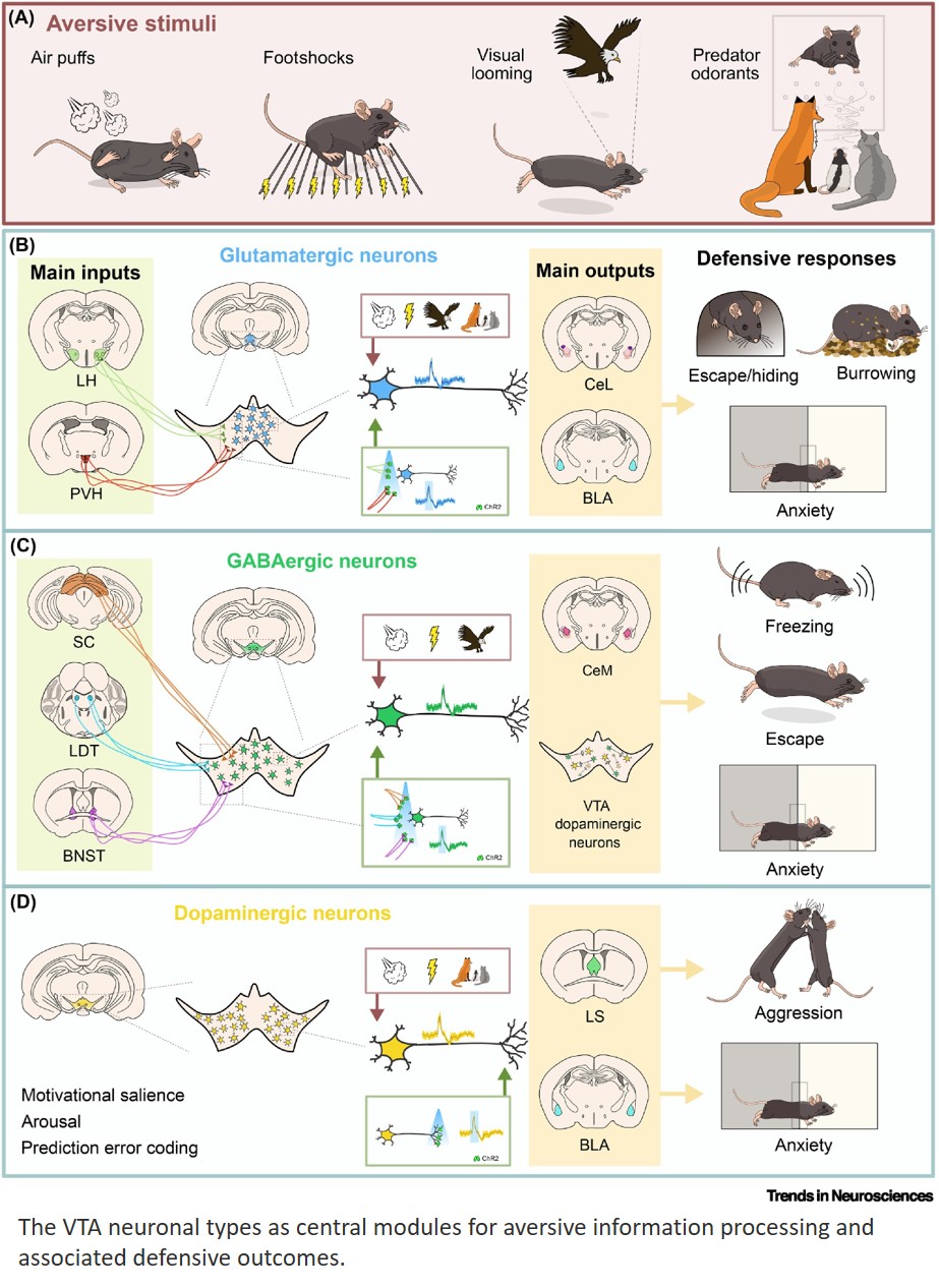 Ventral tegmental area circuits in defensive states: Emerging mechanisms of fear and anxiety