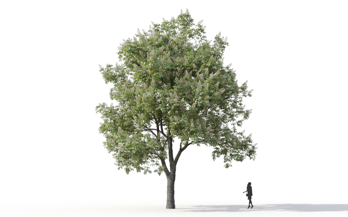 Maxtree - Plant Models Vol.11
