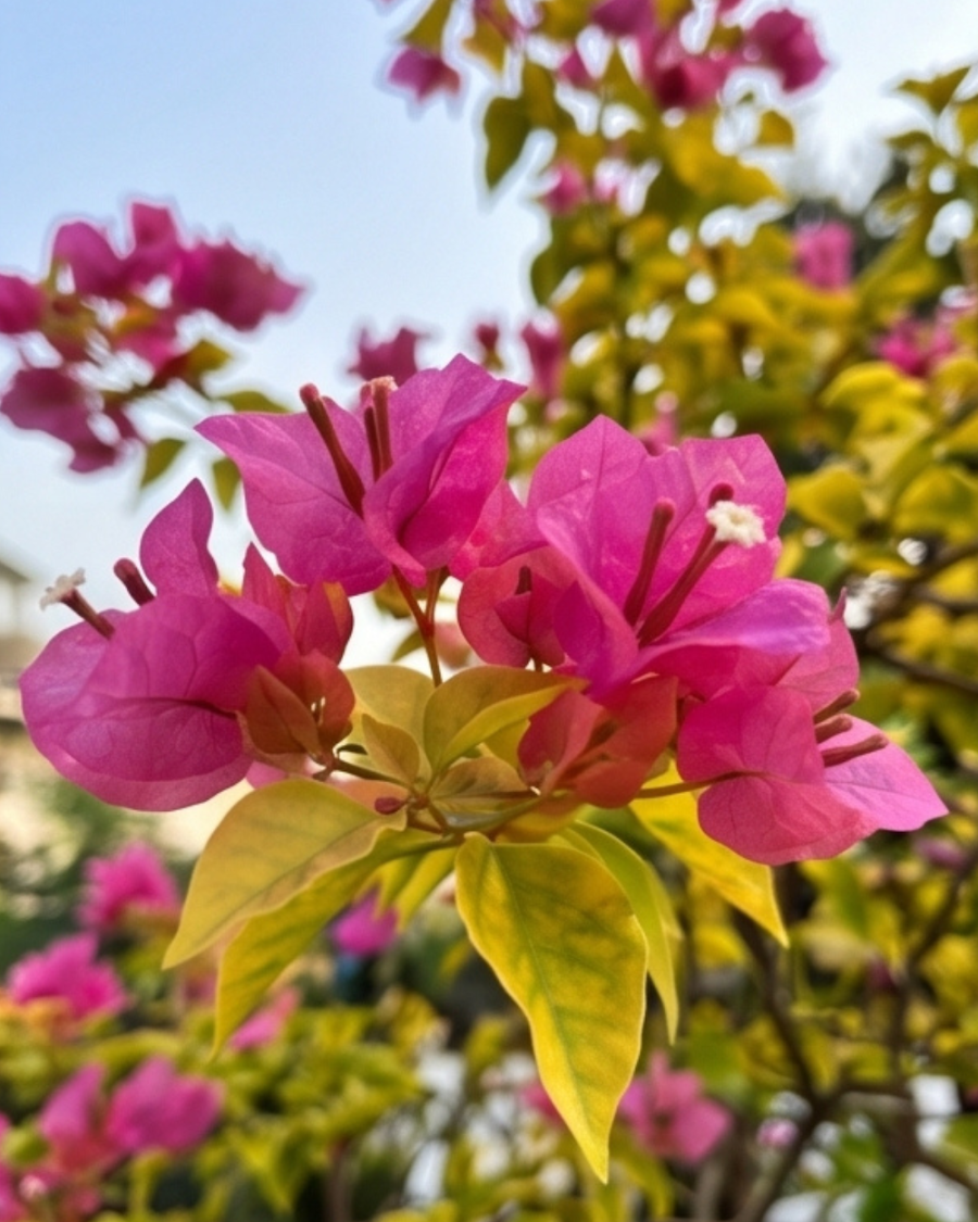 Imported Luminous Bougainvillea Plant — view 2