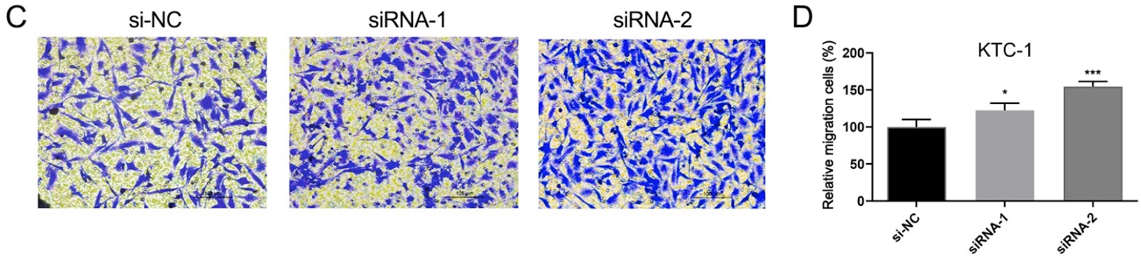 Corrigendum to: Downregulating integrin subunit alpha 7 (ITGA7) promotes proliferation, invasion, and migration of papillary thyroid carcinoma cells through regulating epithelial-to-mesenchymal transition