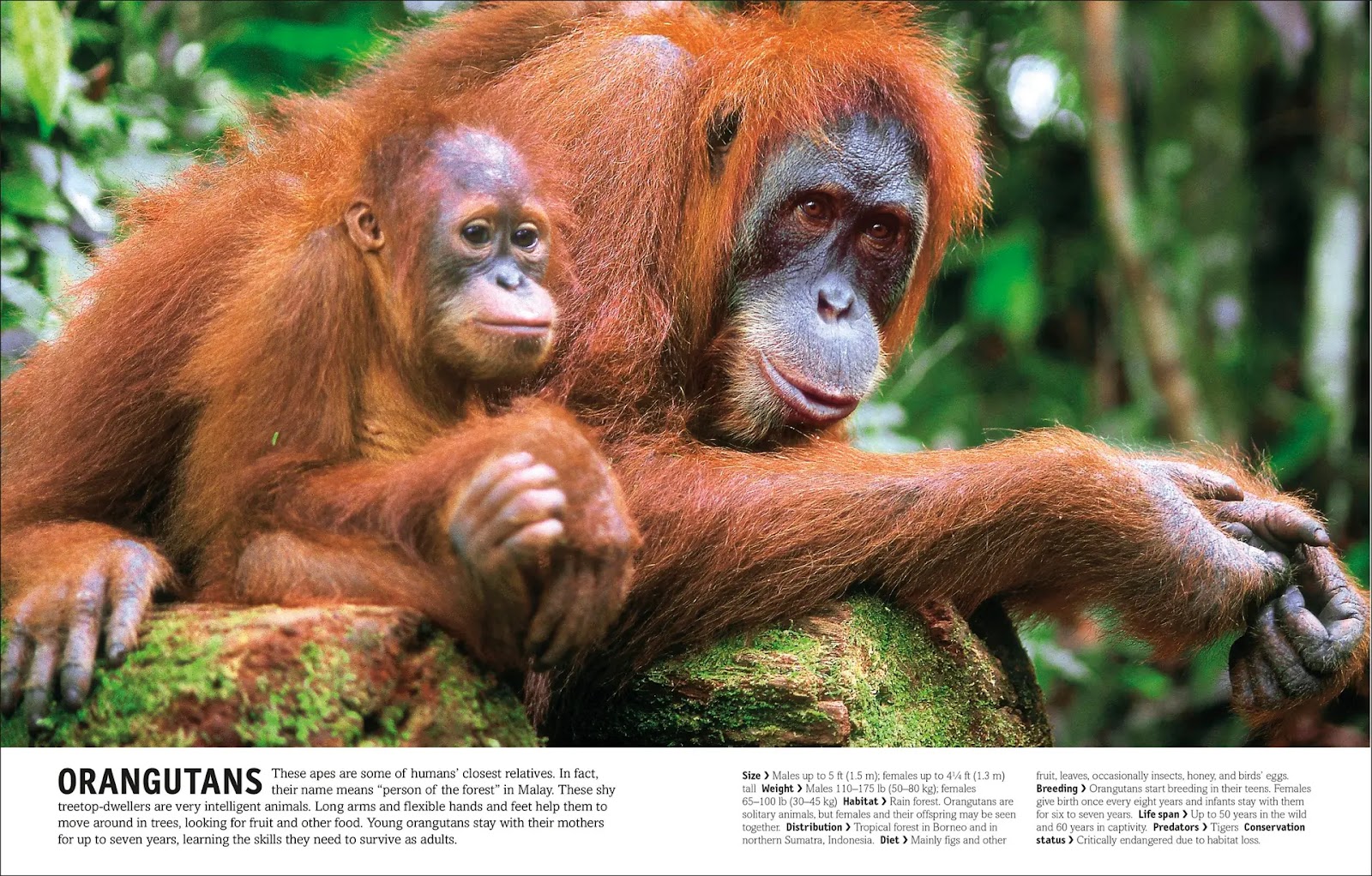 Our World in Pictures: The Animal Book — gambar 8