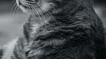 Whiskers, Cat, Felidae, Plant, Carnivore Full HD iPhone Wallpaper Background