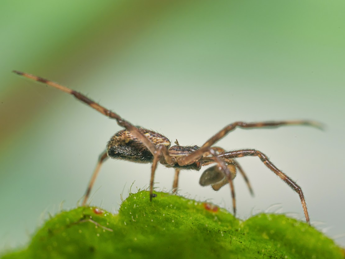 Episunus angulatus