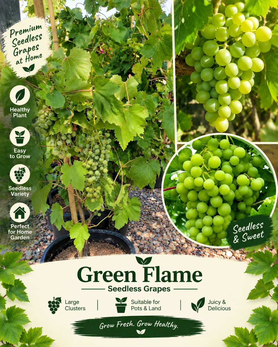 Grand Home Orchard Combo — view 5