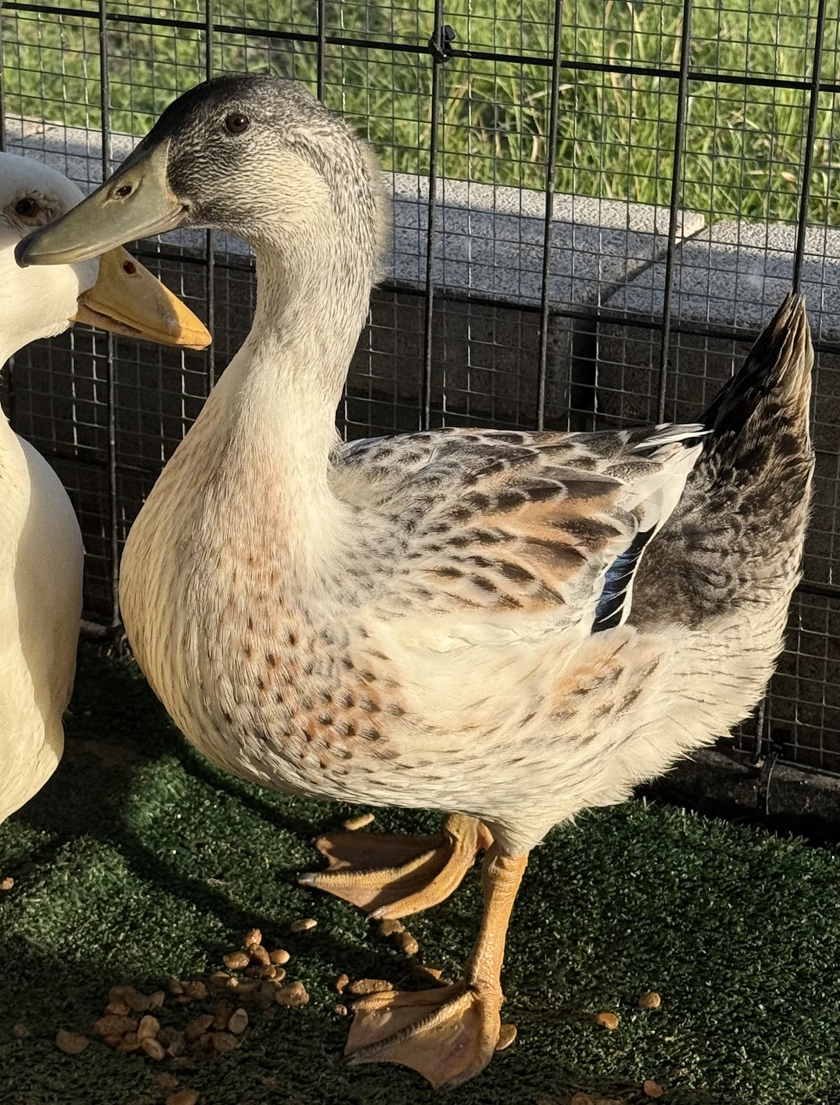 Welsh Harlequin Duckling