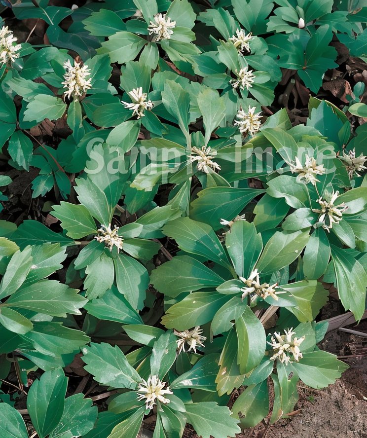 Pachysandra terminalis come tappeto verde sotto alberi