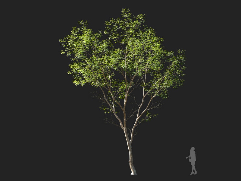 Maxtree - Plant Models Vol.114
