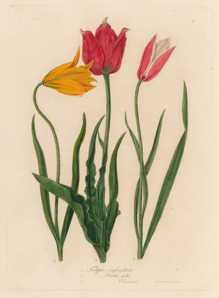 1 Tulipa sylvestris and 2 Tulipa Oculus solis and 3 Tulipa Oculus Clusiana 1818