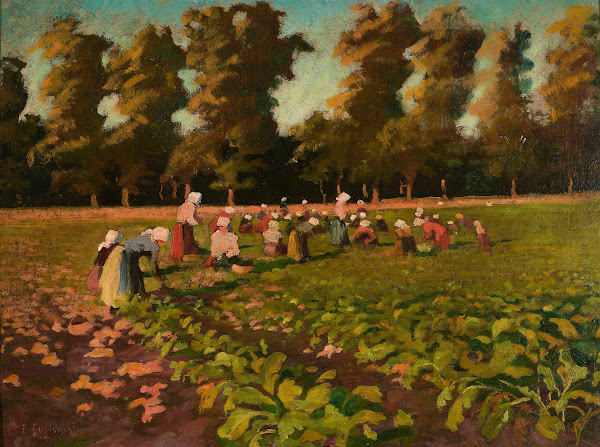 Harvesting beetroots