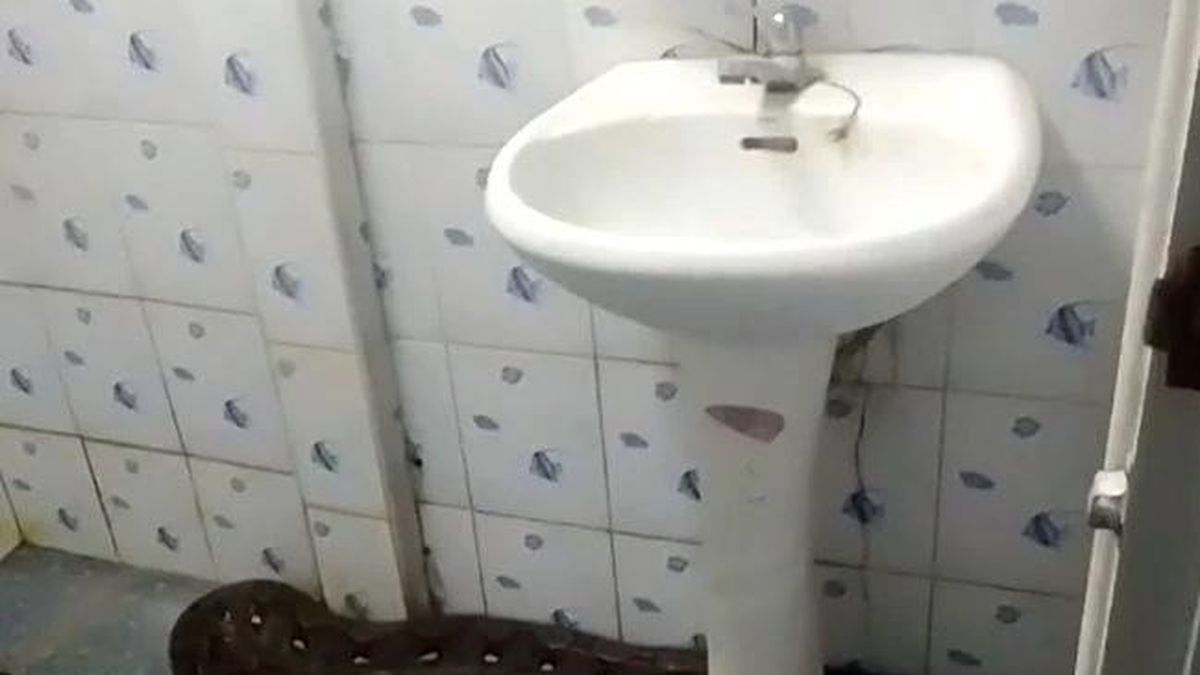 Mở cửa phòng tắm, người phụ nữ thấy trăn khổng lồ dài hơn 4,5 mét đang ẩn nấp - Tạp chí Doanh Nghiệp Việt Nam