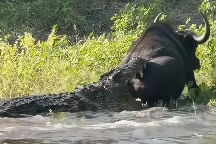 Trâu rừng thoát chết khó tin trước hàm cá sấu - Tạp chí Doanh Nghiệp Việt Nam
