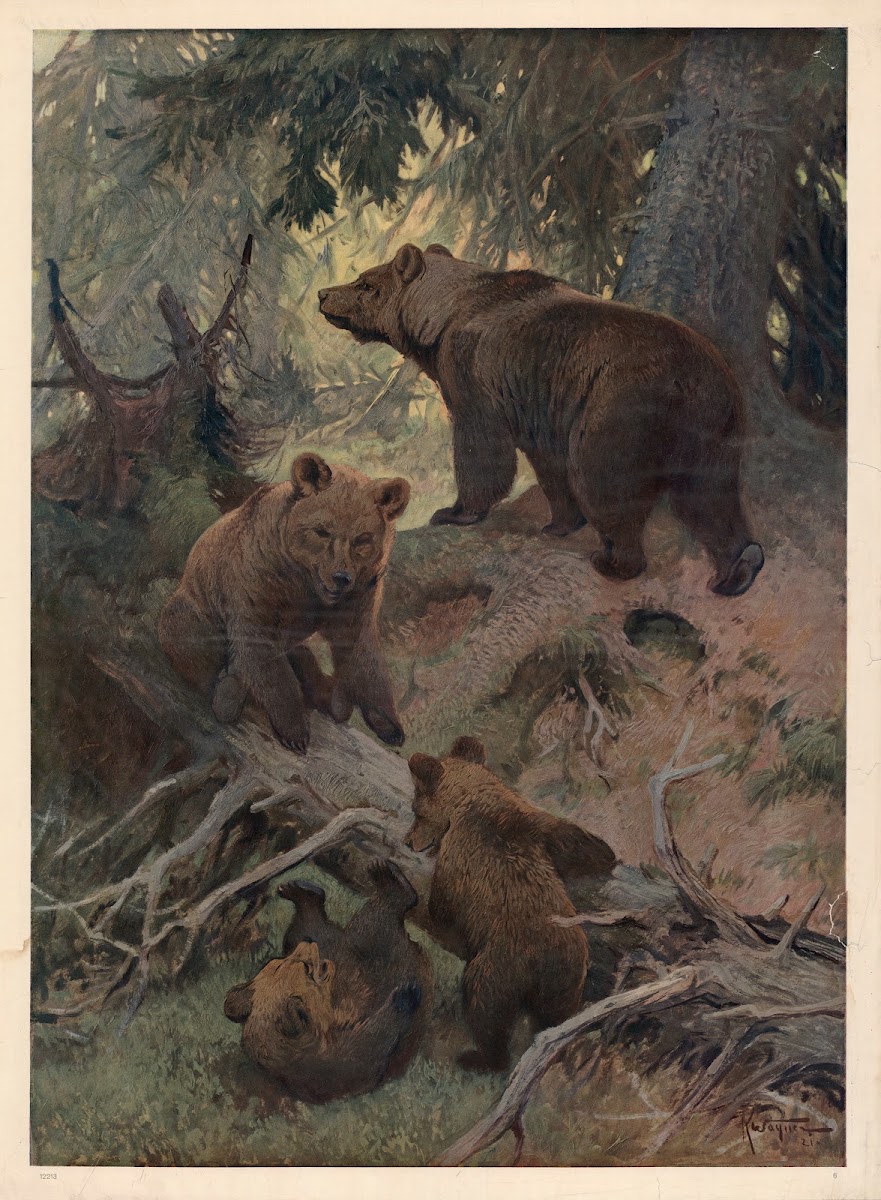 Bjørn 1910