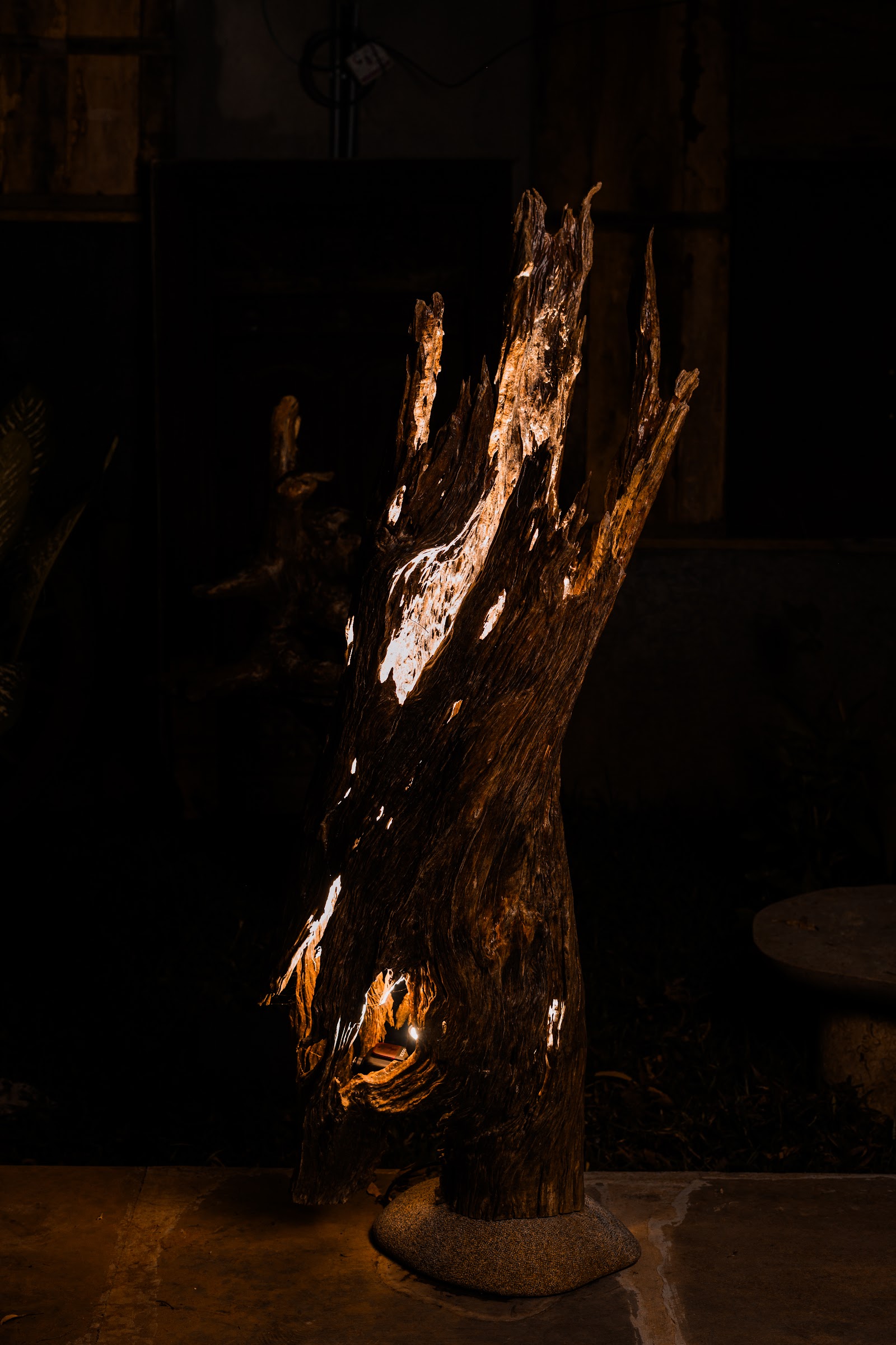 Acacia Lumina, studio view 1
