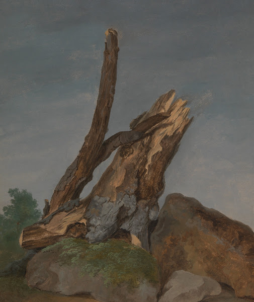 Study Of Rocks And Branches