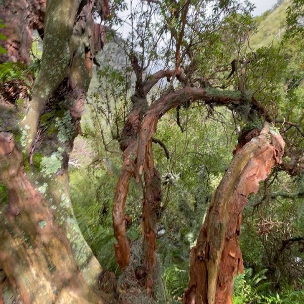 Trek a Los Chorros y Bosque de Tabaquillos