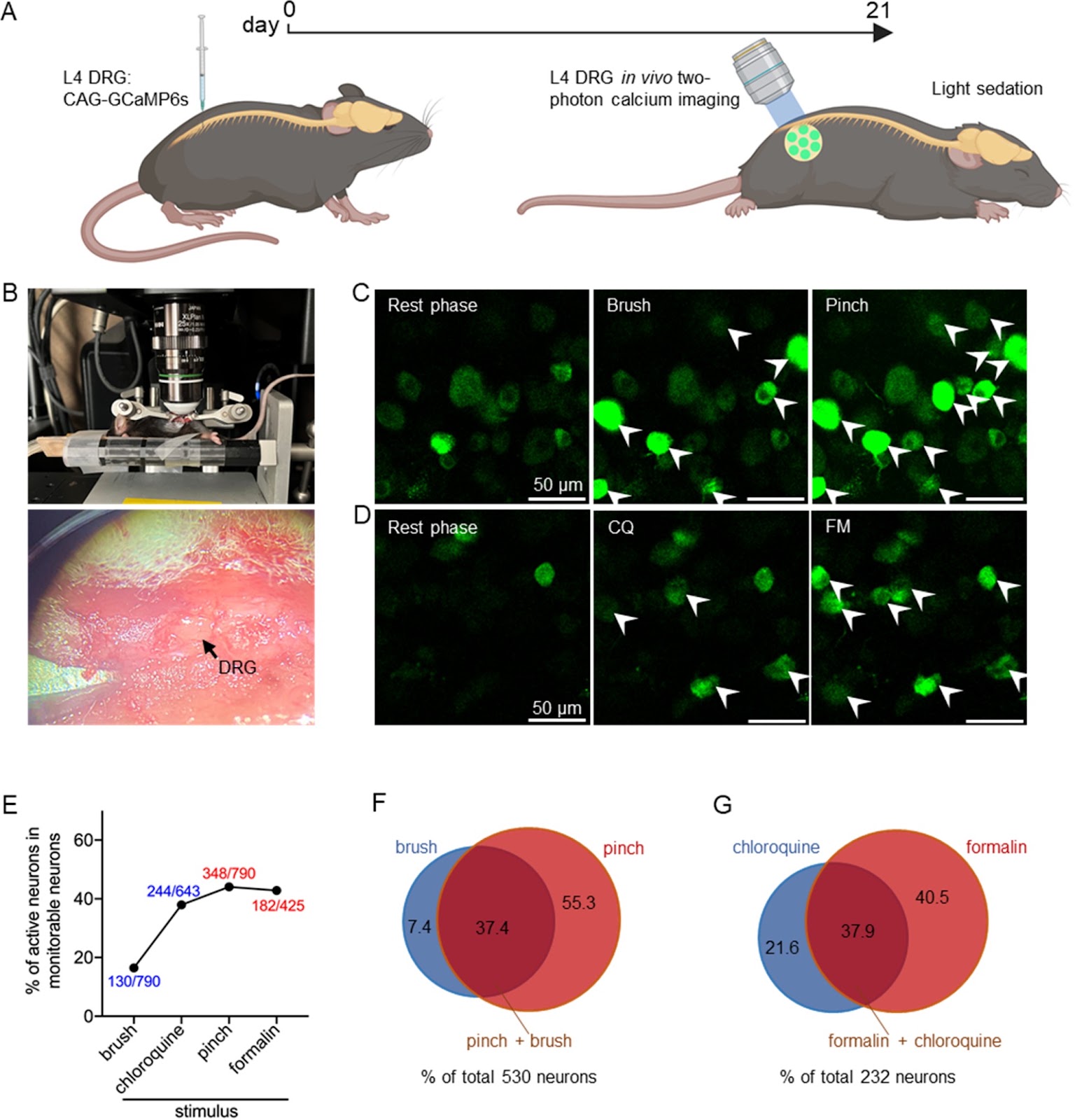 Similarities and differences in the response and molecular characteristics of peripheral sensory neurons associated with pain and itch