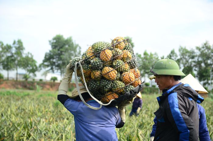 Cận cảnh nông dân xứ Thanh đội nắng thu hoạch dứa mùa rớt giá, giảm sản lượng - Báo Pháp Luật TP.HCM