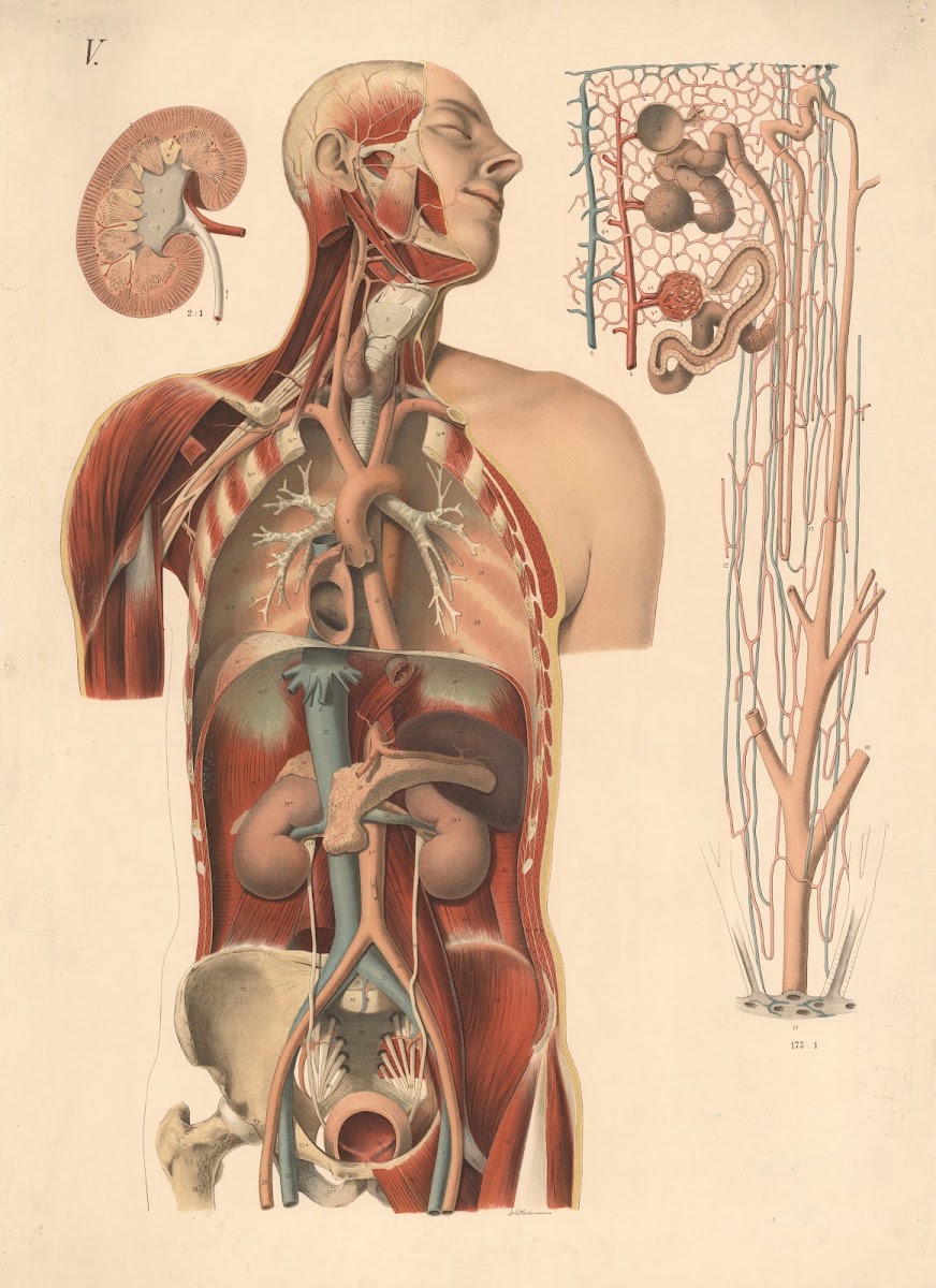 Kidneys bladder main arteries 1908