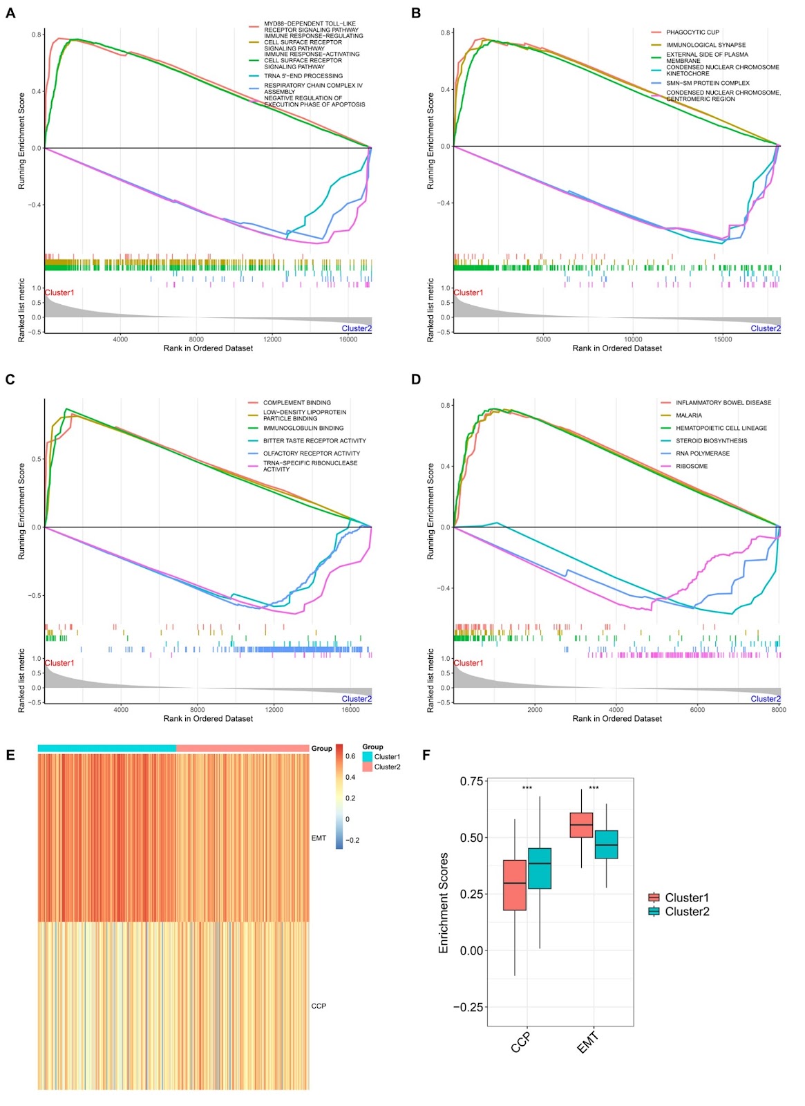 Identification of neutrophil extracellular trap-driven gastric cancer heterogeneity and C5AR1 as a therapeutic target