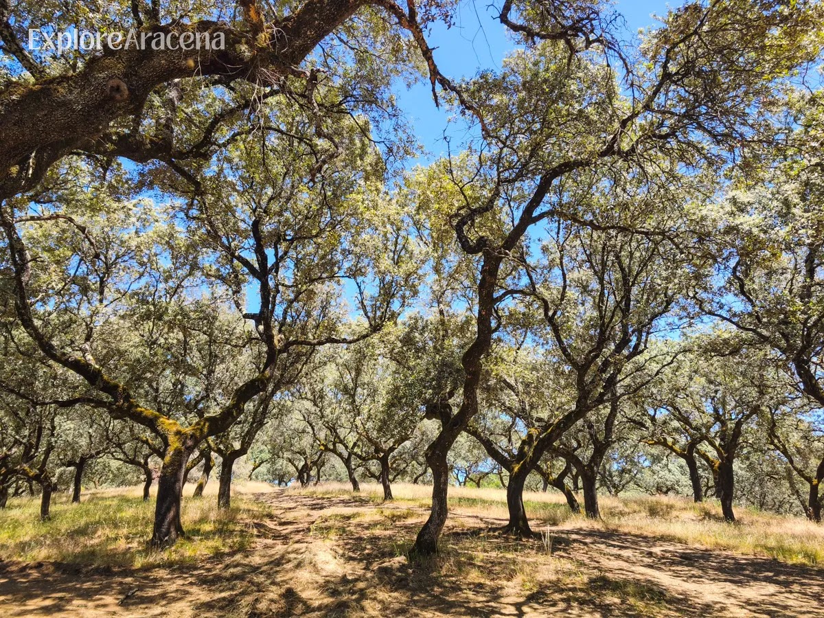 Oak and chestnut trees in the natural landscapes of the Sierra de Aracena.
