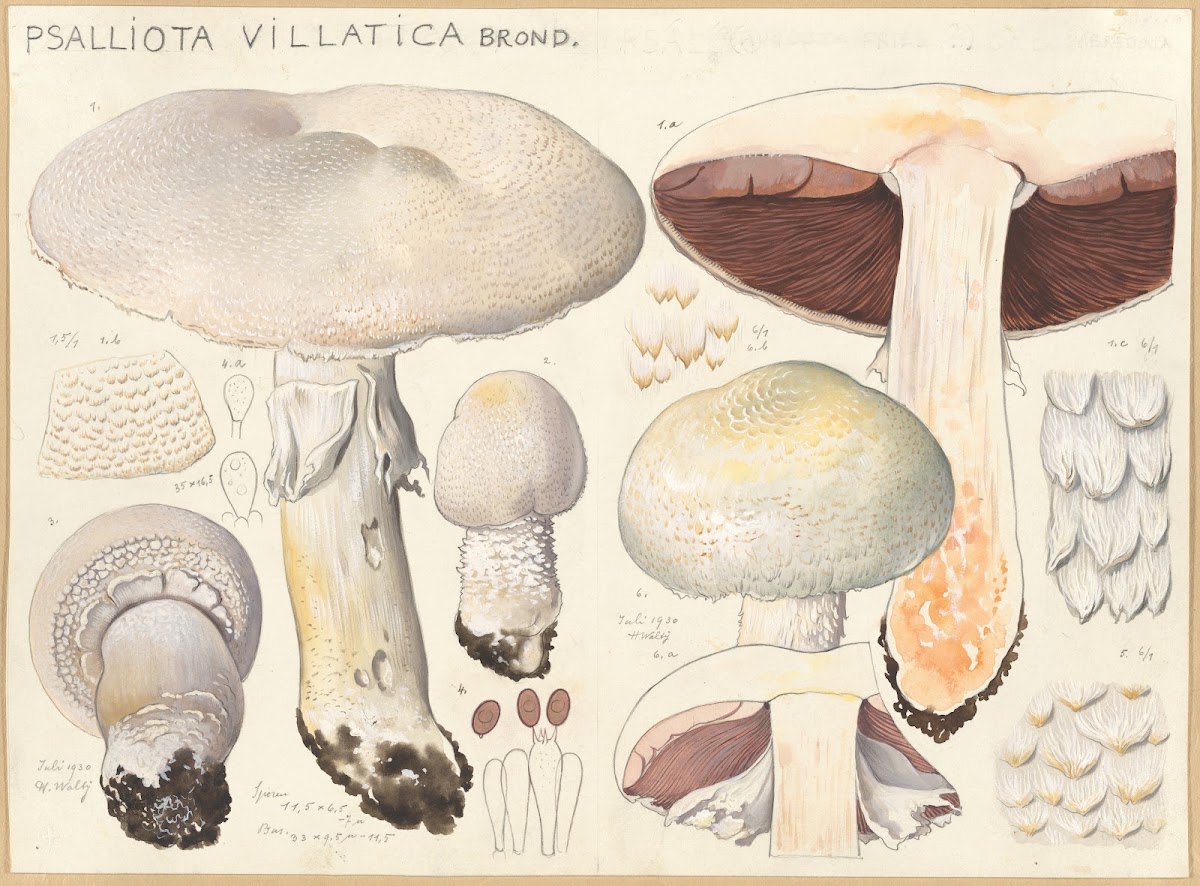 Psalliota villatica Brond 1915 1945