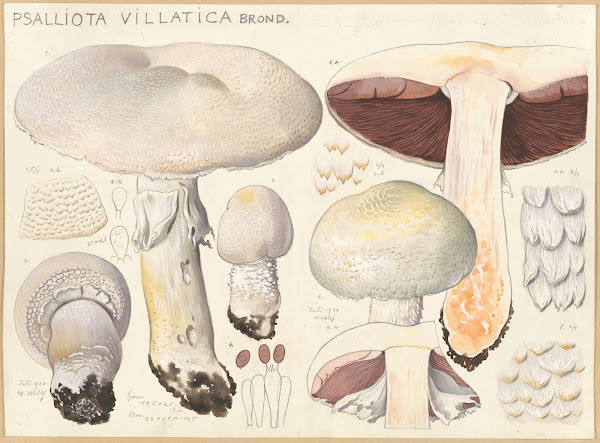 Psalliota villatica Brond 1915 1945