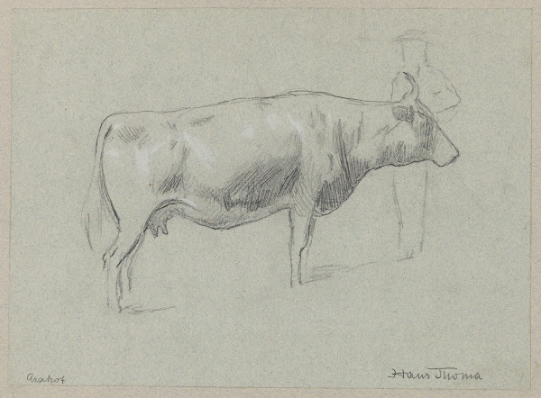 Study of a Cow 1895