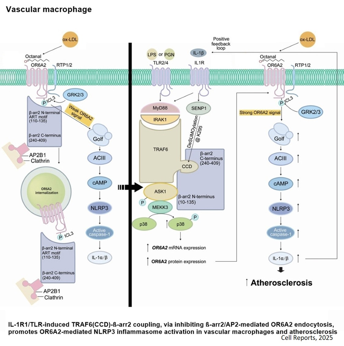 Interleukin-1/Toll-like receptor signaling potentiates macrophage olfactory receptor 2-driven atherosclerosis