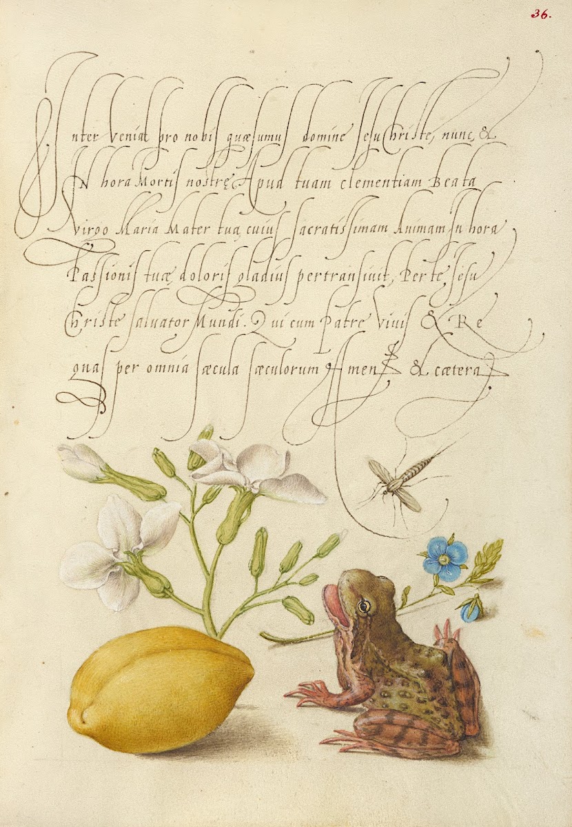 Gillyflower Insect Germander Almond and Frog 15611596