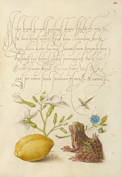 Gillyflower Insect Germander Almond and Frog 15611596