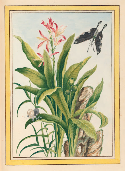 Plantes de Chine Pl041 1776