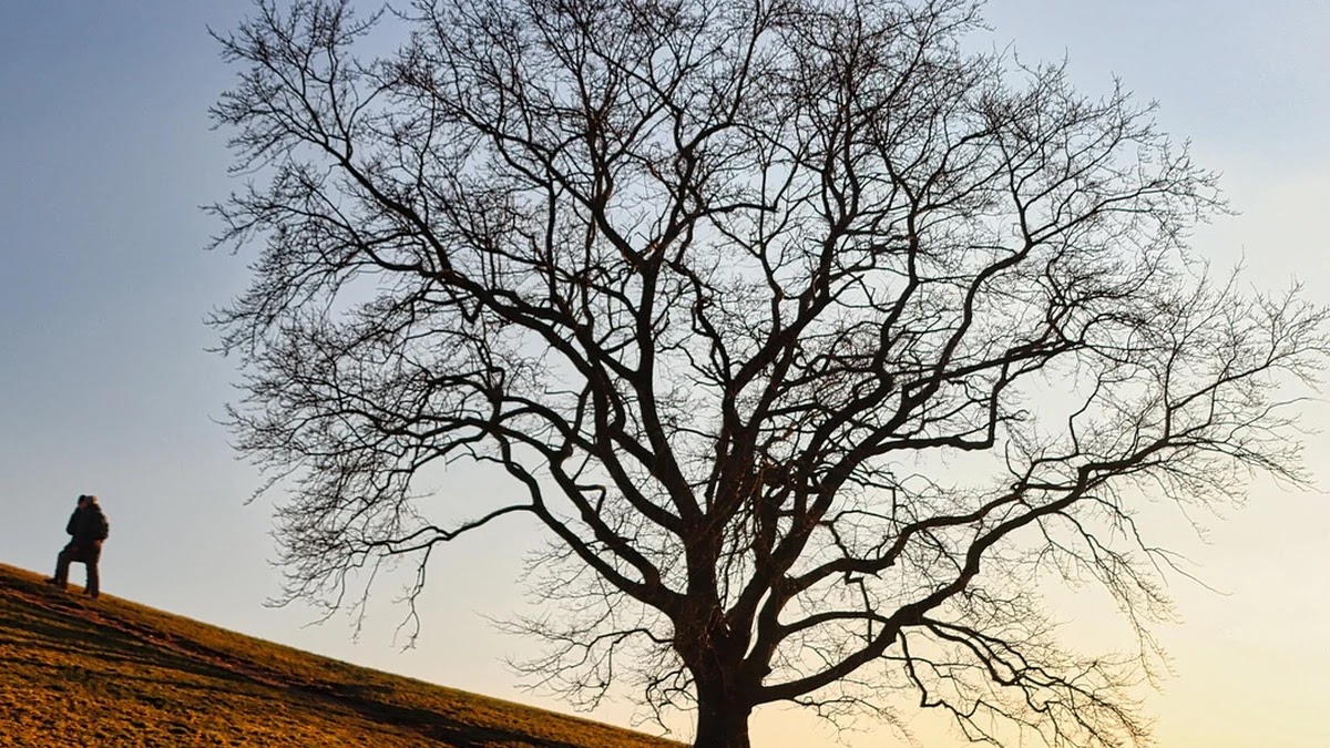 올림픽 종목 추가 기준과 선정 과정 상세 이해