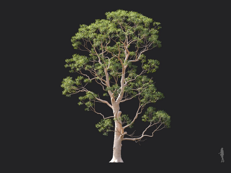 Maxtree - Plant Models Vol.124