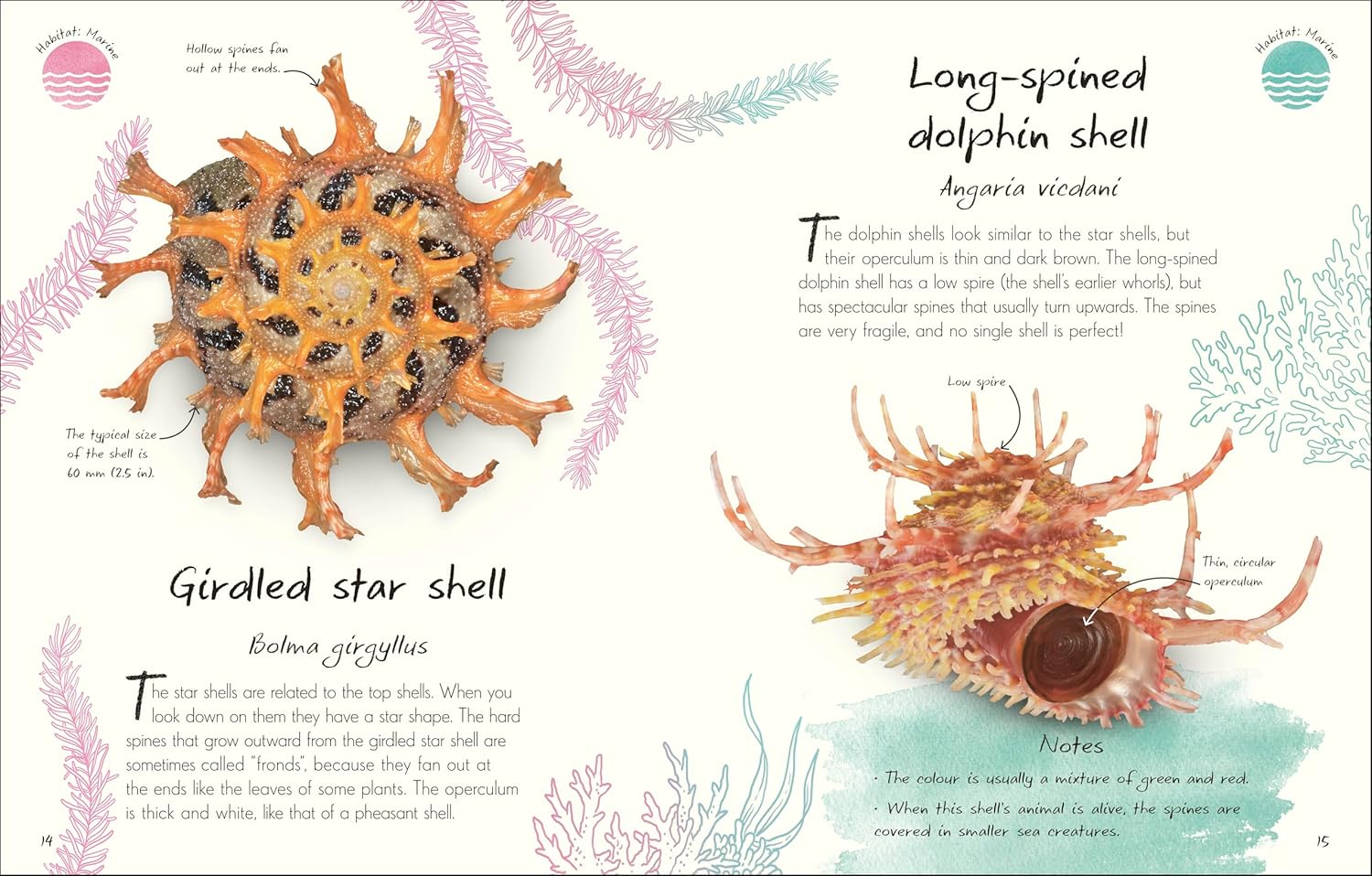 An Anthology of Shells - thumbnail 2