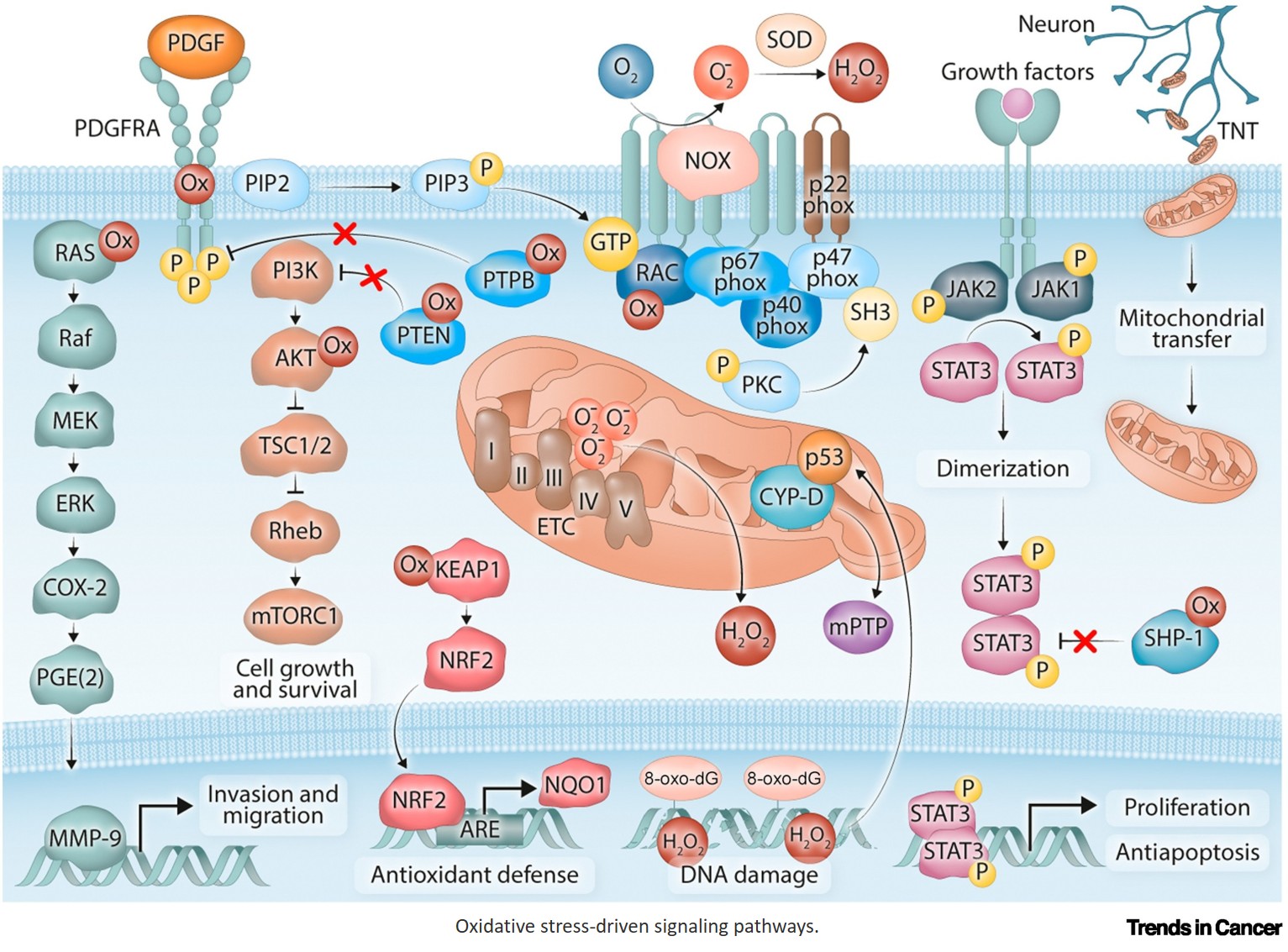 ROS in brain cancer