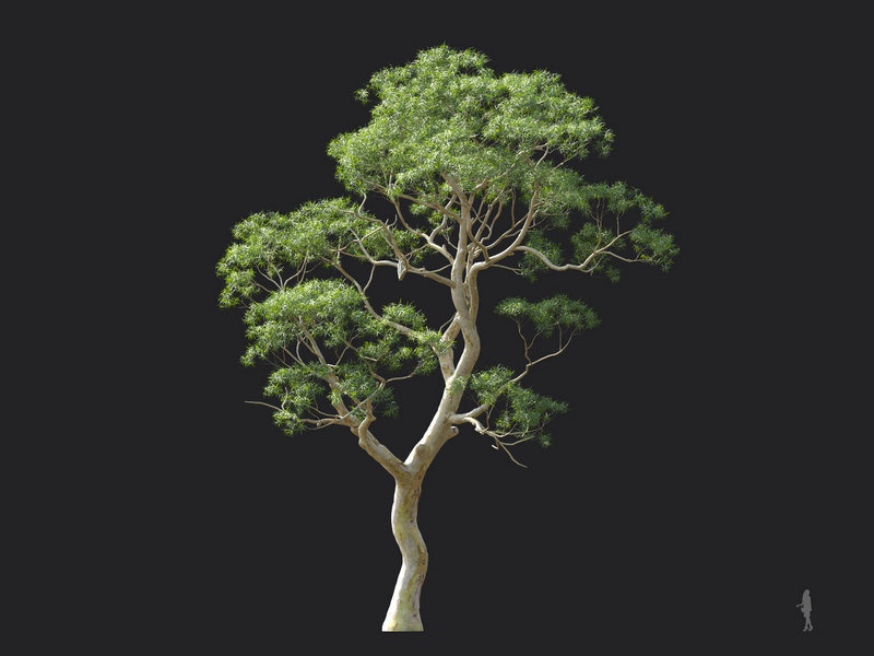 Maxtree - Plant Models Vol.124