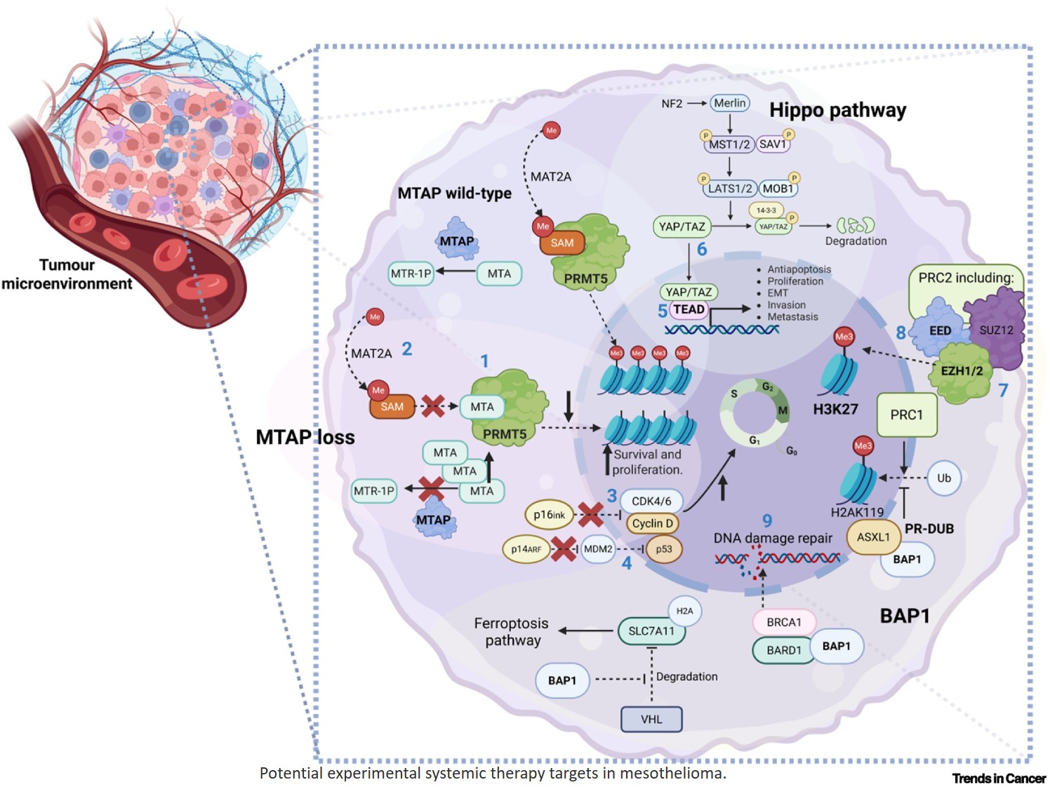 Mesothelioma: a systemic therapy clinical trials snapshot