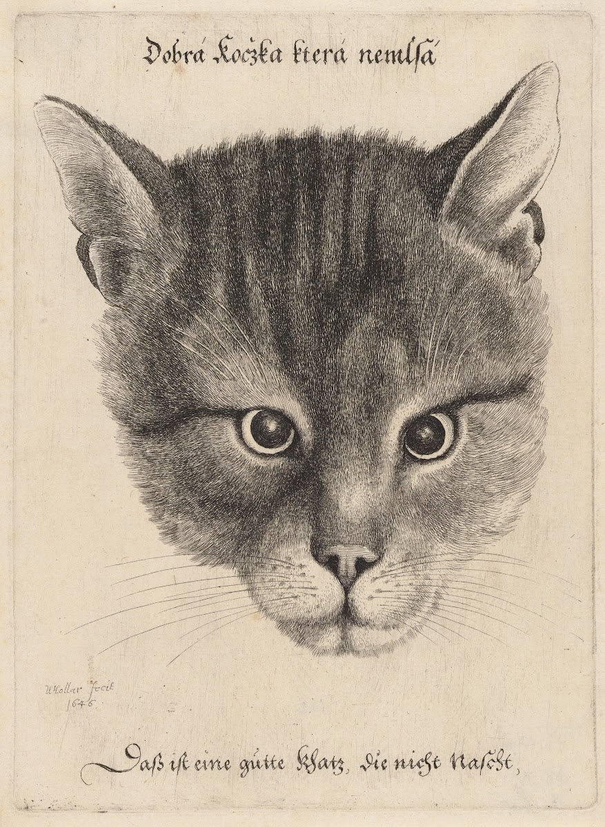 Head of a Cat 1646