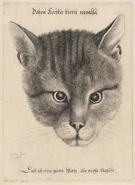Head of a Cat 1646