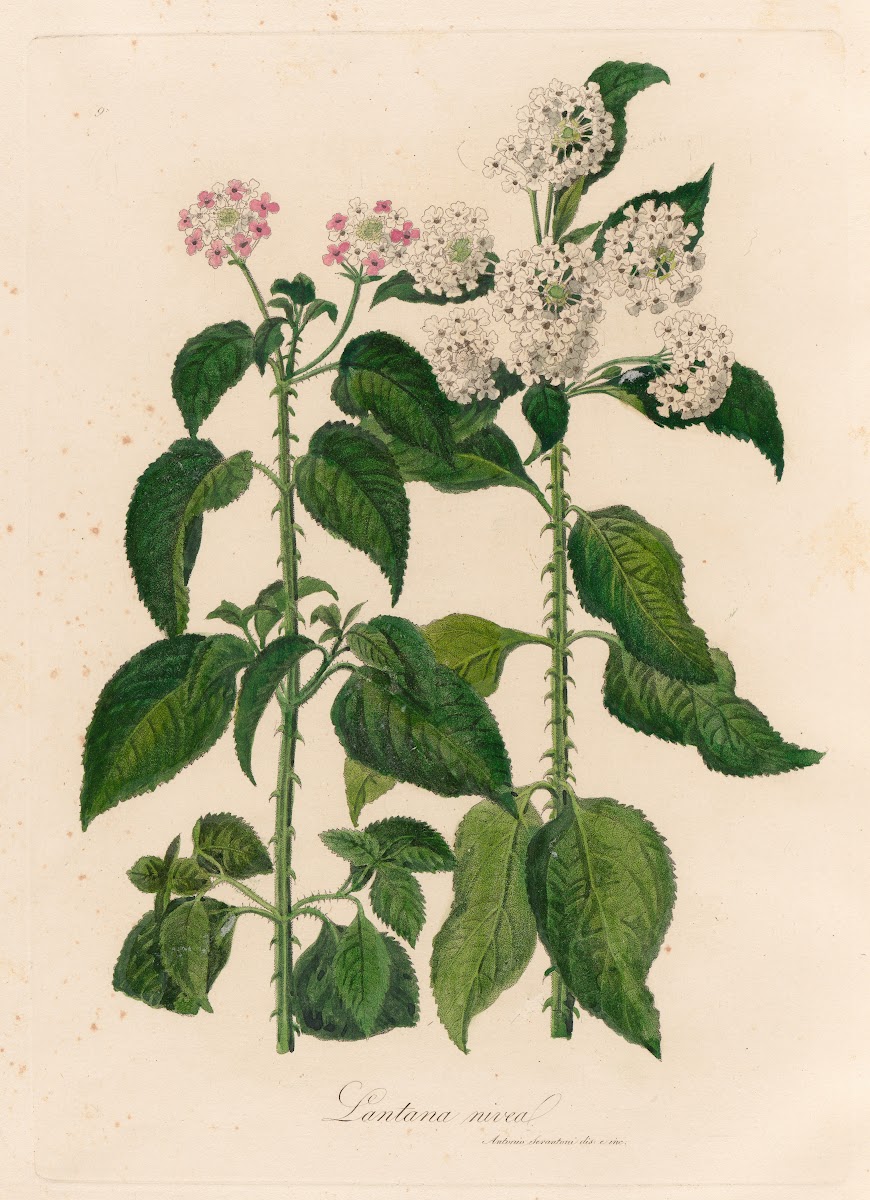 Lantana nivea 1818 1824