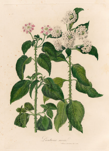 Lantana nivea 1818 1824
