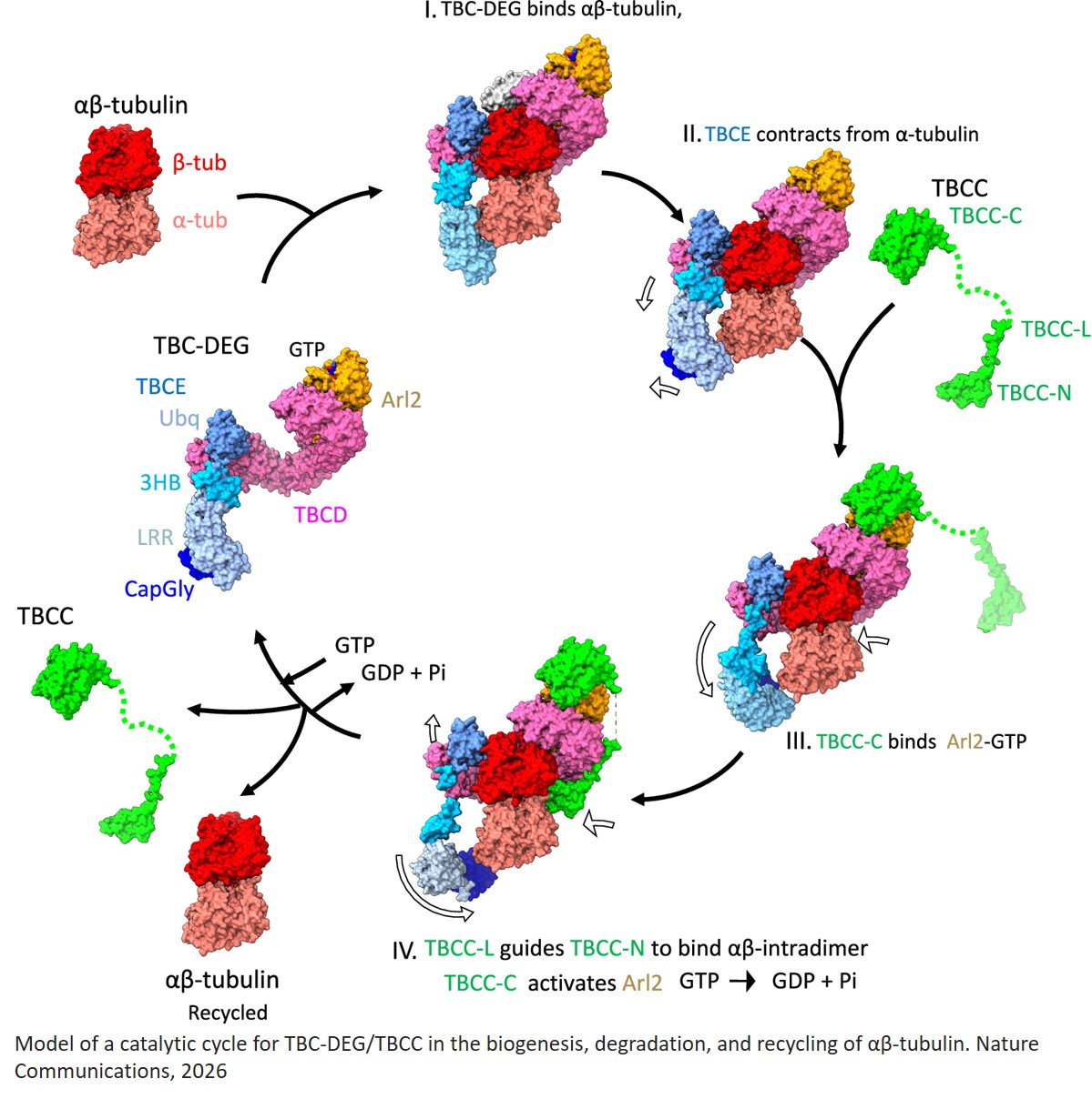 Cryo-EM structures of the tubulin cofactors  reveal the molecular basis of alpha/beta- tubulin biogenesis
