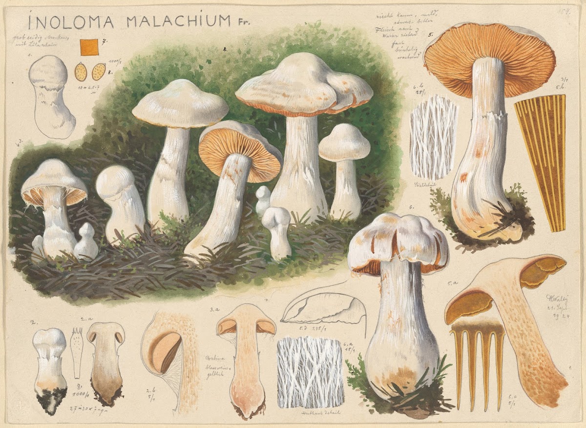 Inoloma malachium Fr 1915 1945