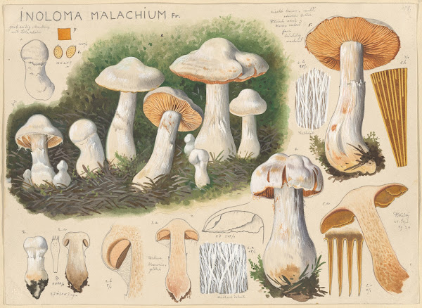 Inoloma malachium Fr 1915 1945