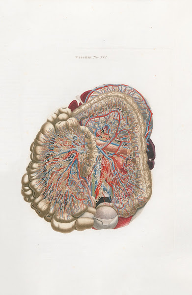 Anatomia Universale Pl35 1833